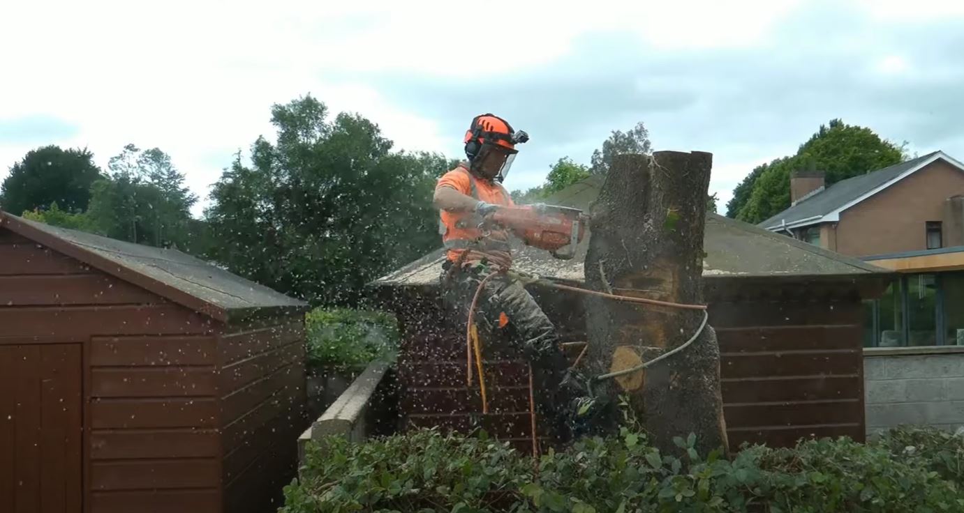 Scottsdale Tree Trimming, Tree Trimmers Image